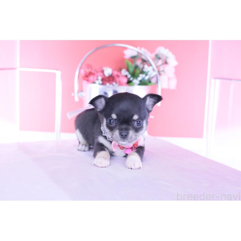 販売中の愛知県のチワワ(スムースコート)-443286の8枚目