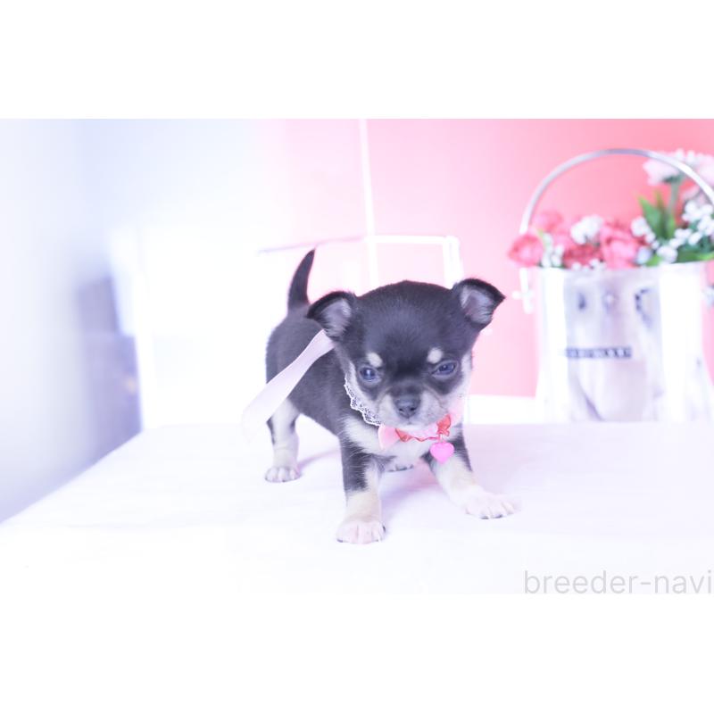 販売中の愛知県のチワワ(スムースコート)-443286の7枚目