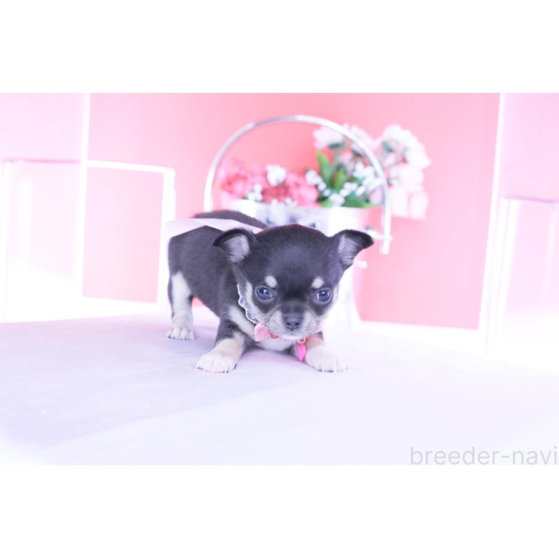 販売中の愛知県のチワワ(スムースコート)-443286の4枚目