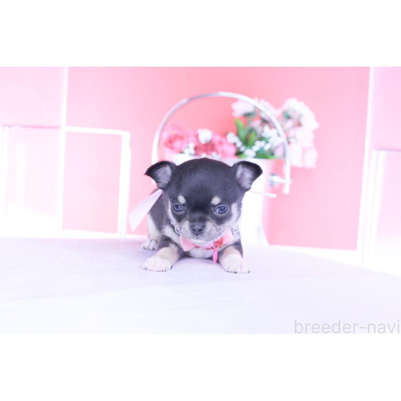 販売中の愛知県のチワワ(スムースコート)-443286の3枚目