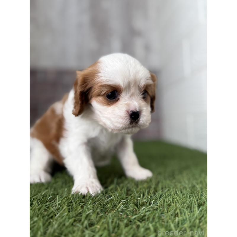 販売中の三重県のキャバリアキングチャールズスパニエル-443287の5枚目