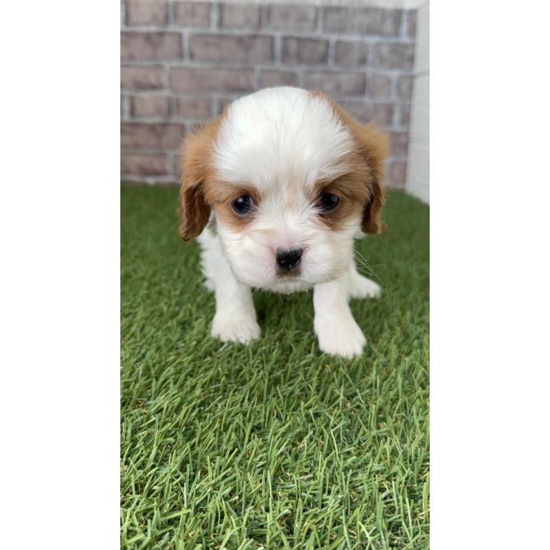 販売中の三重県のキャバリアキングチャールズスパニエル-443287の4枚目