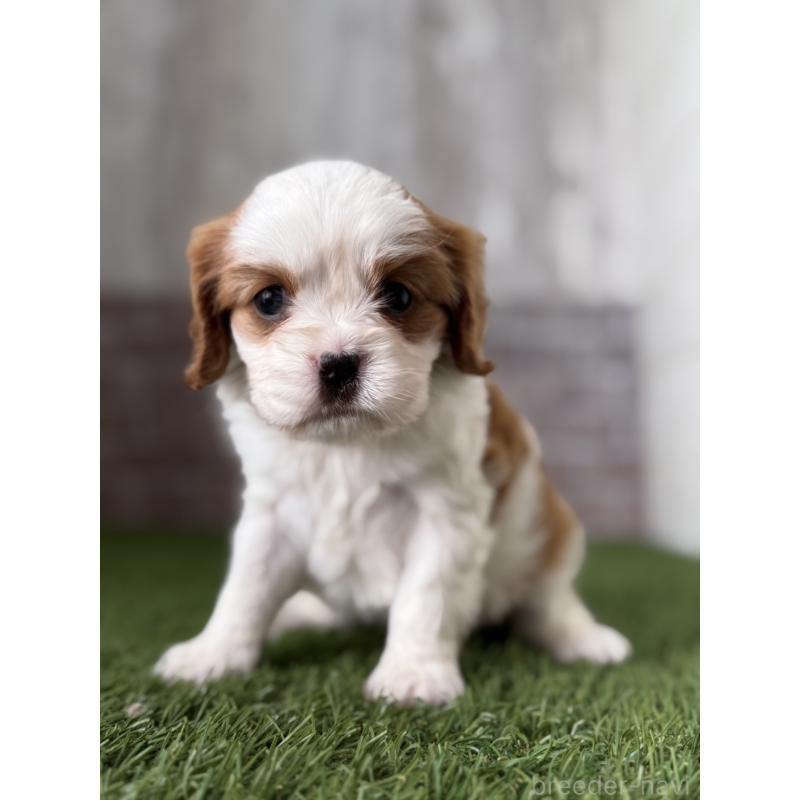 販売中の三重県のキャバリアキングチャールズスパニエル-443287の3枚目