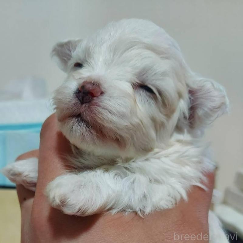 販売中の新潟県のマルチーズ-443290の4枚目