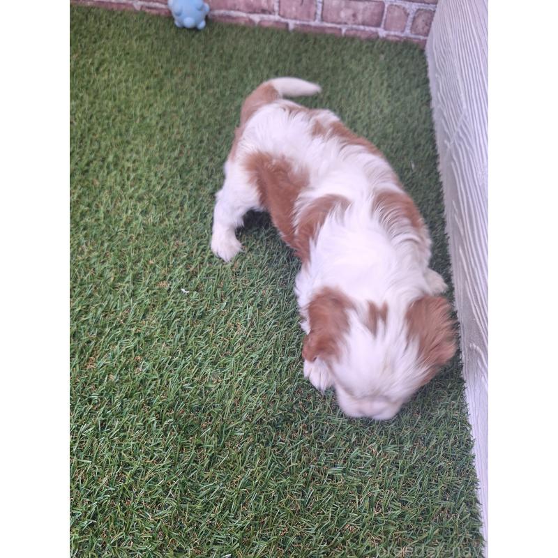 販売中の三重県のキャバリアキングチャールズスパニエル-443287の2枚目