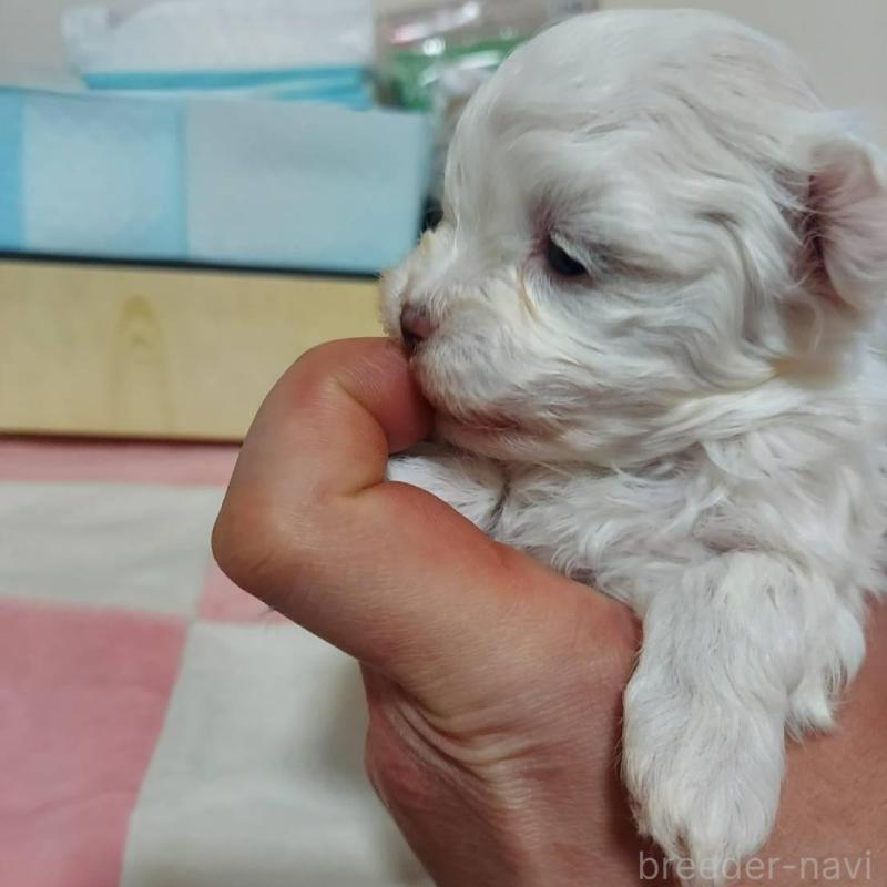 販売中の新潟県のマルチーズ-443290の3枚目