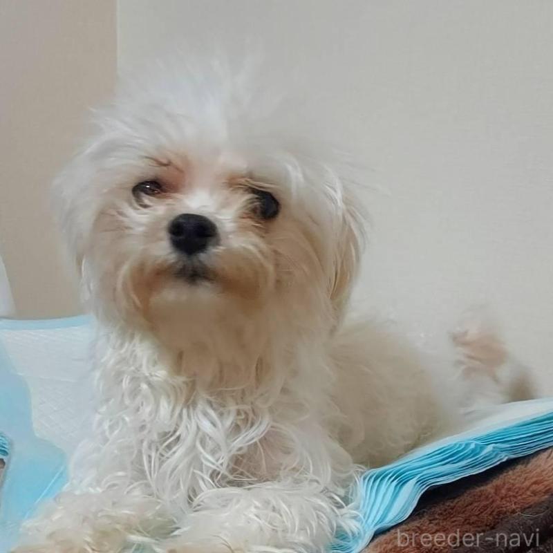 販売中の新潟県のマルチーズ-443290の2枚目