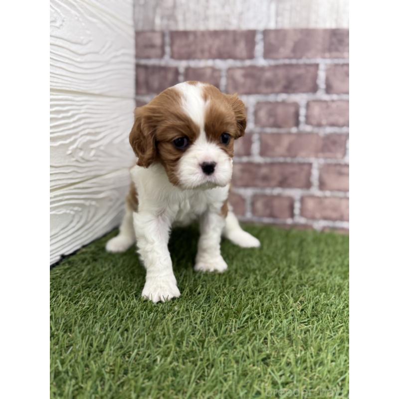 販売中の三重県のキャバリアキングチャールズスパニエル-443293の4枚目