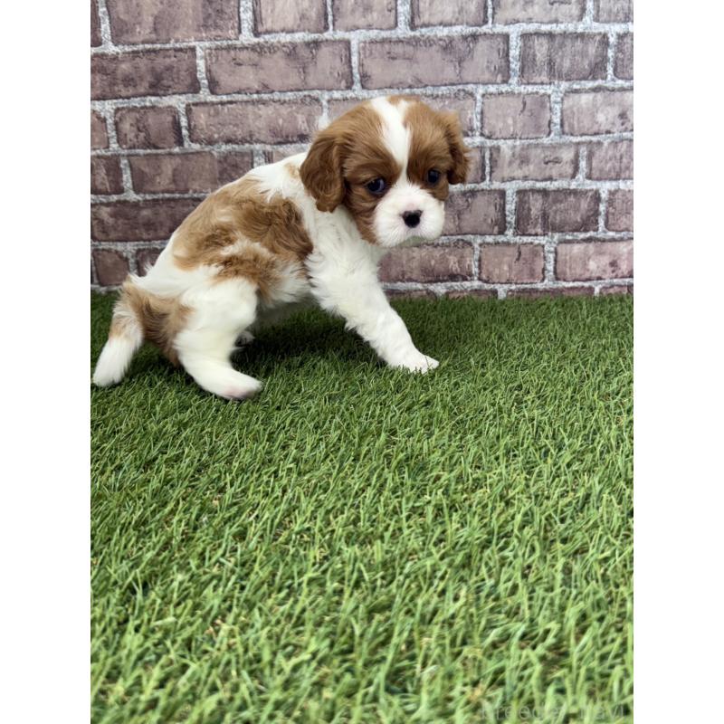 販売中の三重県のキャバリアキングチャールズスパニエル-443293の3枚目