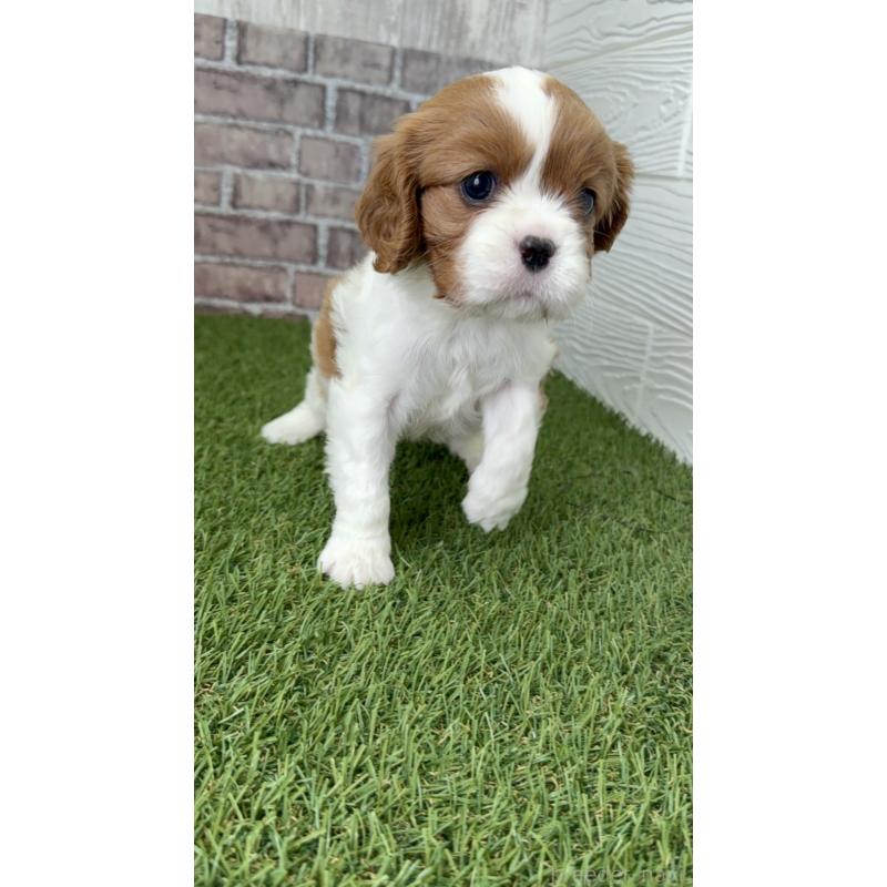 販売中の三重県のキャバリアキングチャールズスパニエル-443293の2枚目