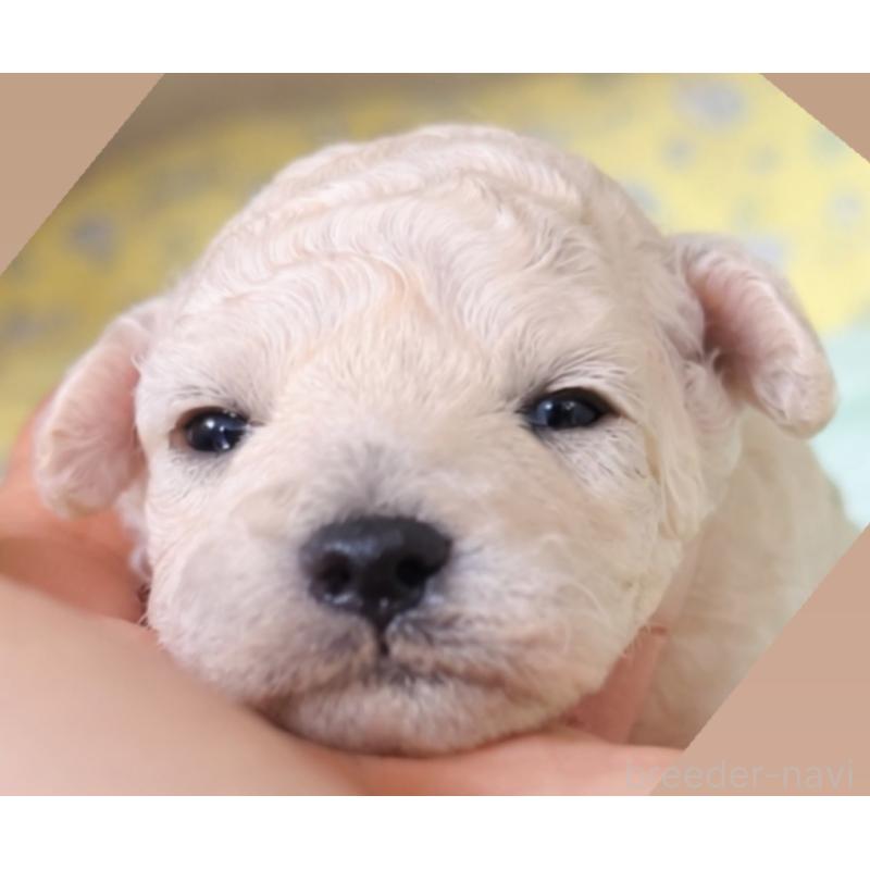 販売中の香川県のトイプードル-443292