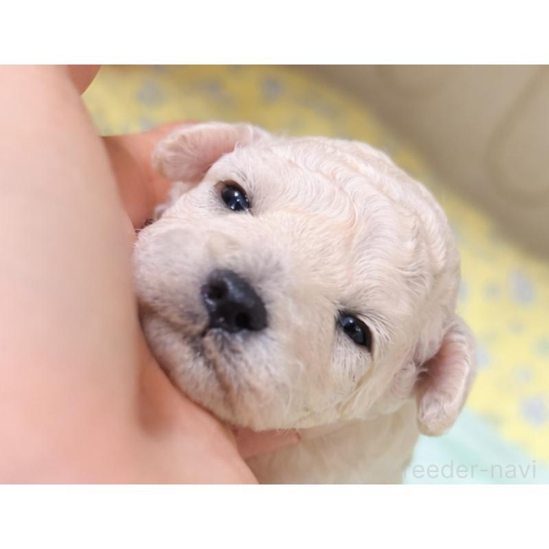 販売中の香川県のトイプードル-443292の7枚目