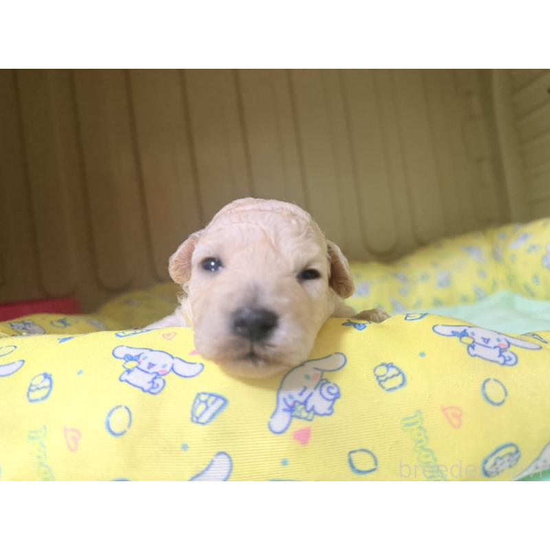 販売中の香川県のトイプードル-443292の6枚目