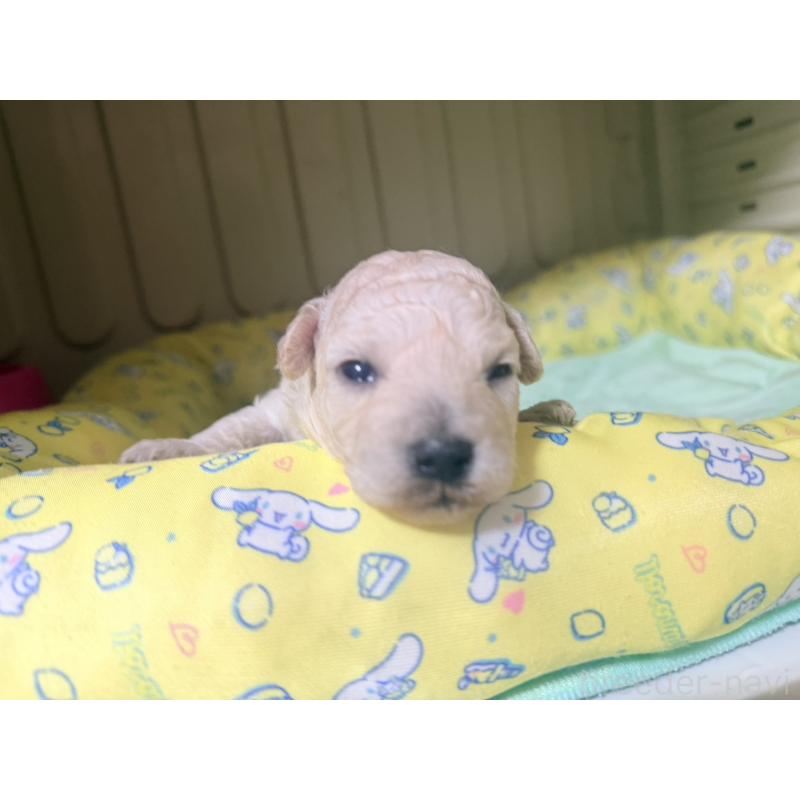 販売中の香川県のトイプードル-443292の5枚目