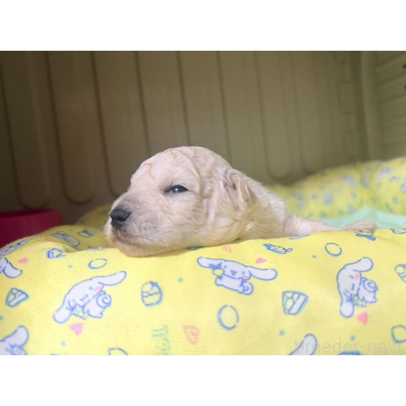 販売中の香川県のトイプードル-443292の4枚目