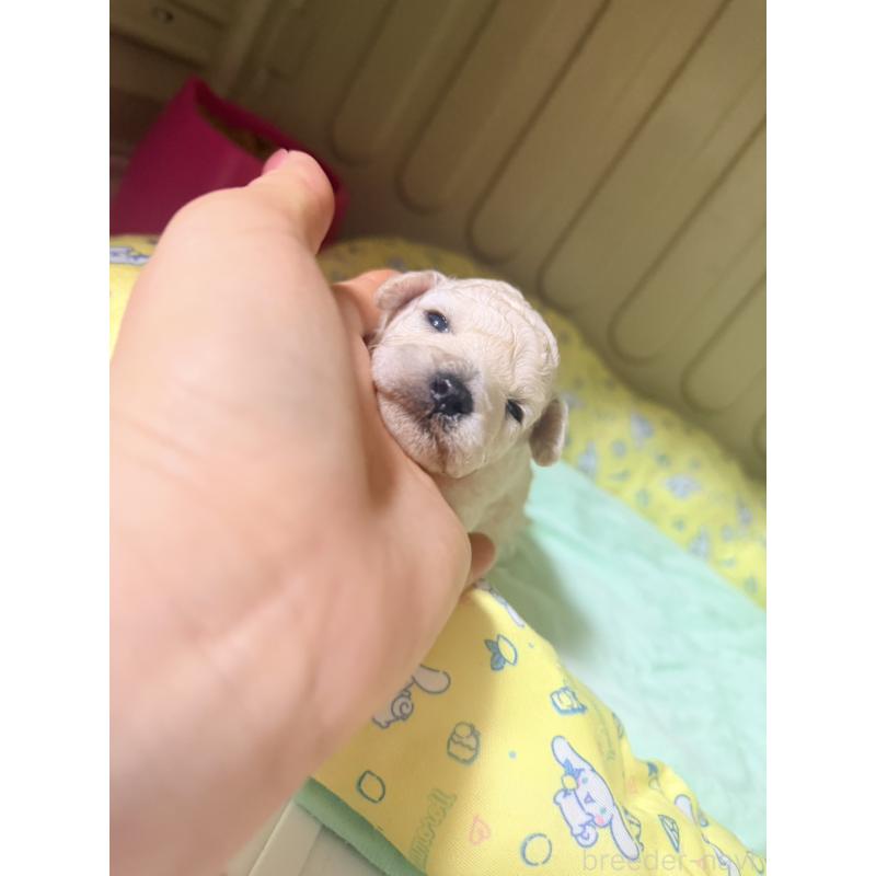 販売中の香川県のトイプードル-443292の3枚目