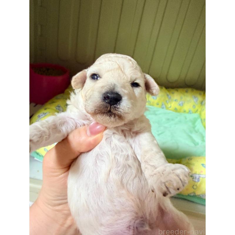 販売中の香川県のトイプードル-443292の2枚目