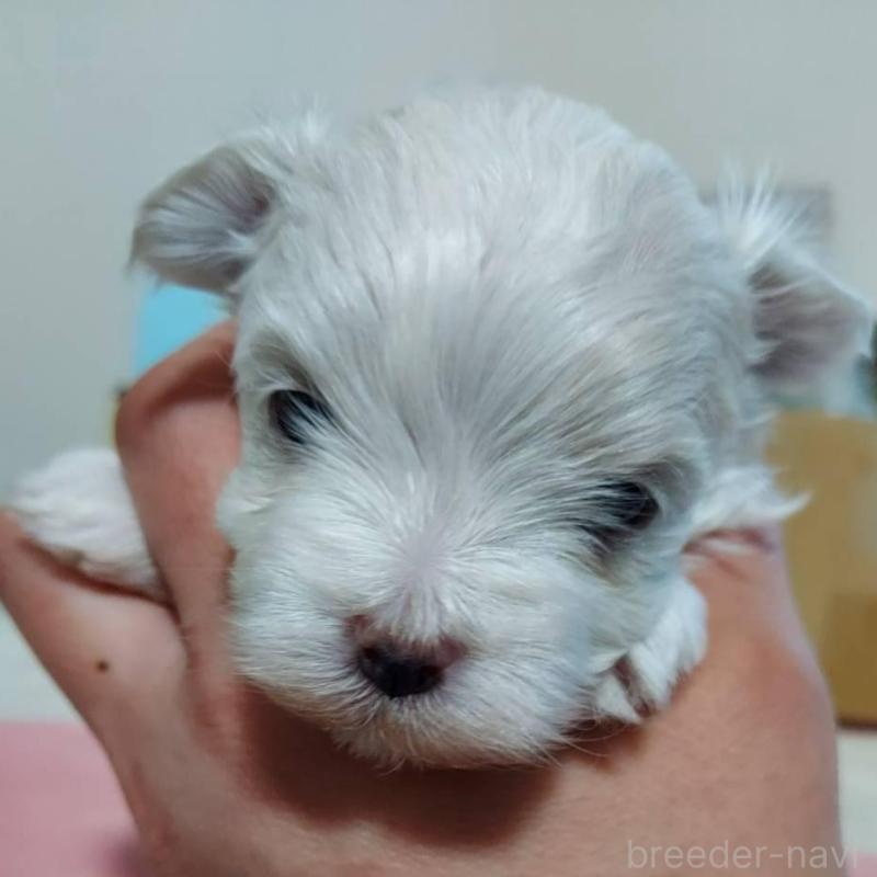 販売中の新潟県のマルチーズ-443294