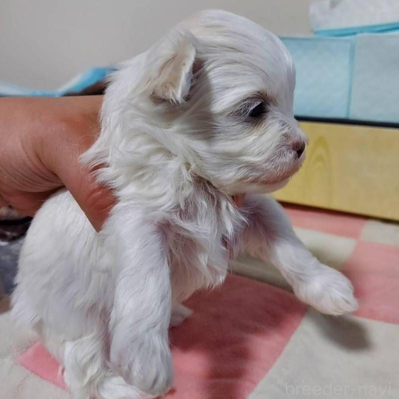 販売中の新潟県のマルチーズ-443294の4枚目