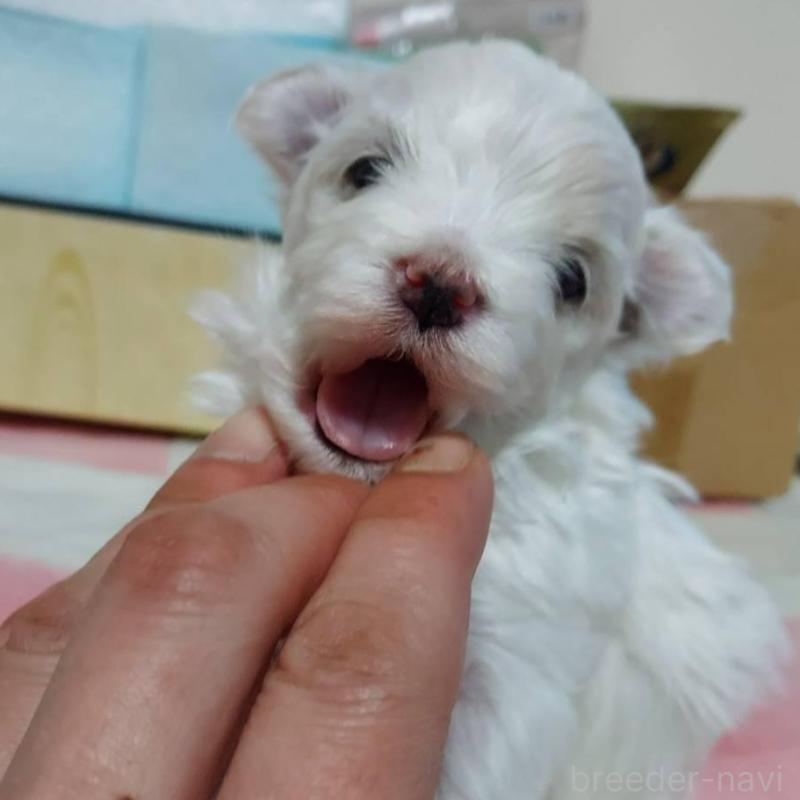 販売中の新潟県のマルチーズ-443294の3枚目