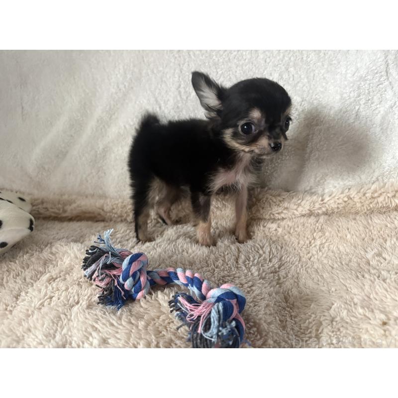 販売中の滋賀県のチワワ(ロングコート)-443296の5枚目