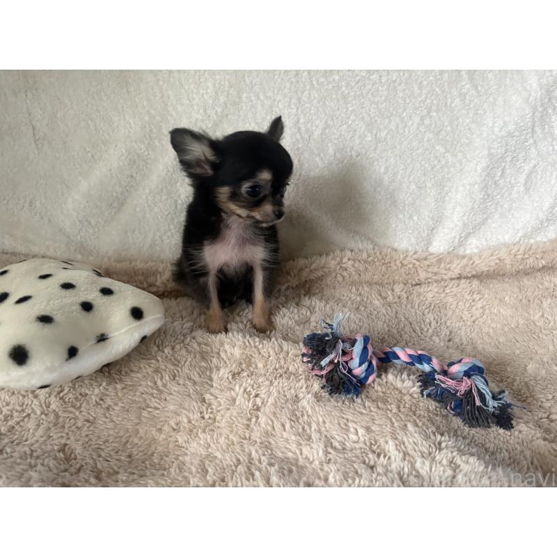 販売中の滋賀県のチワワ(ロングコート)-443296の3枚目