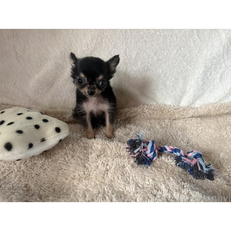 販売中の滋賀県のチワワ(ロングコート)-443296の2枚目