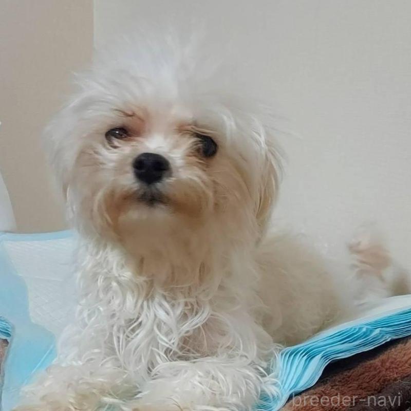 販売中の新潟県のマルチーズ-443294の2枚目