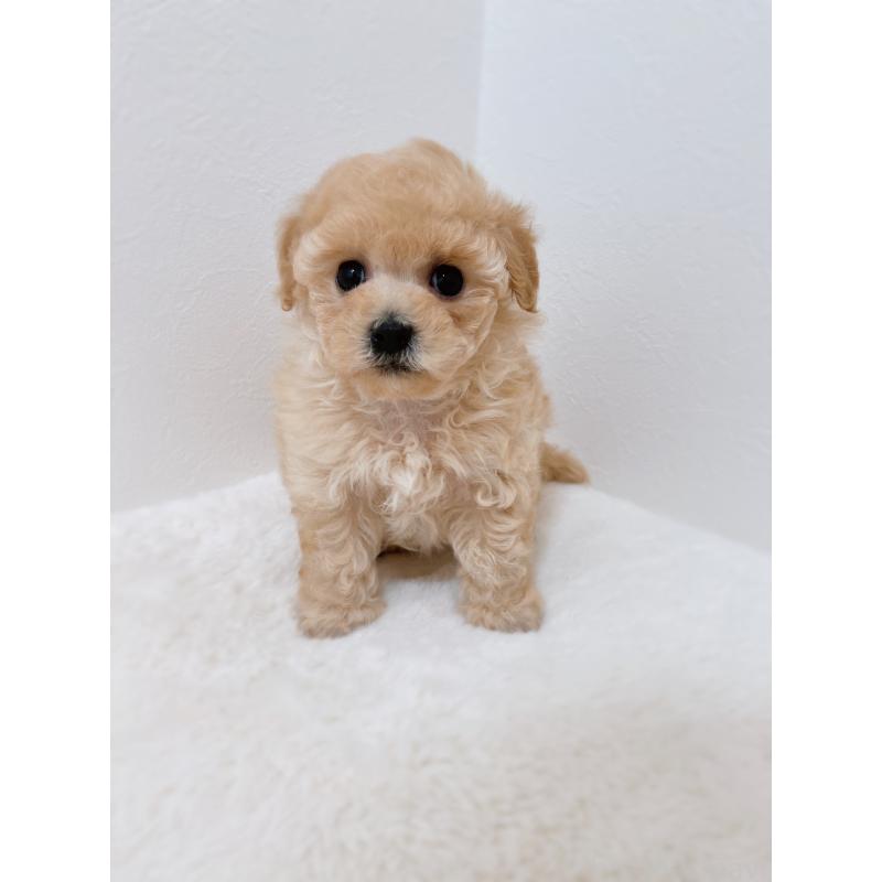 販売中の福岡県のティーカッププードル-443305の8枚目