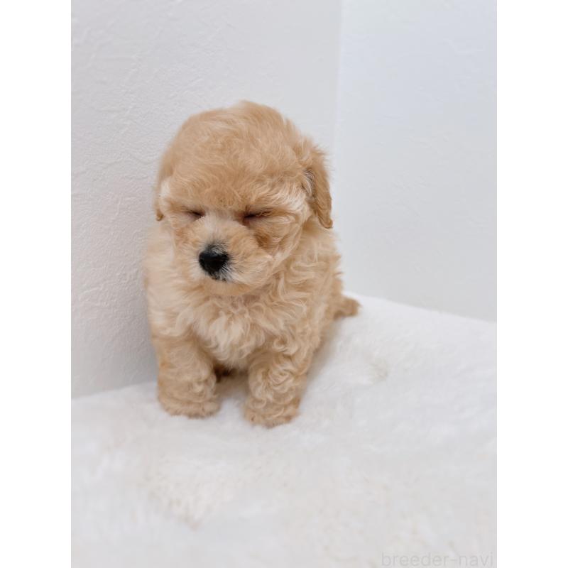 販売中の福岡県のティーカッププードル-443305の7枚目