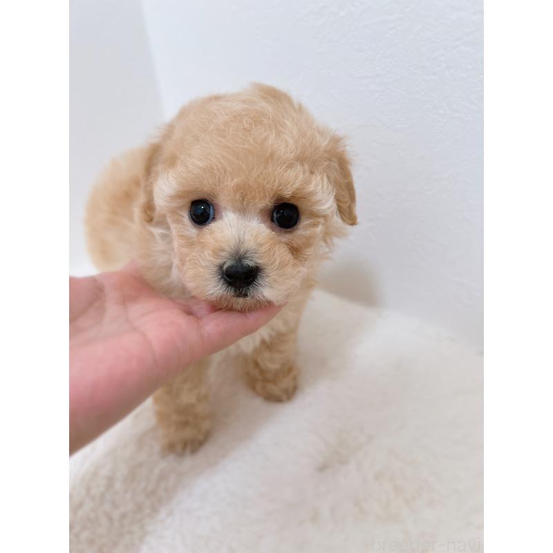 販売中の福岡県のティーカッププードル-443305の5枚目