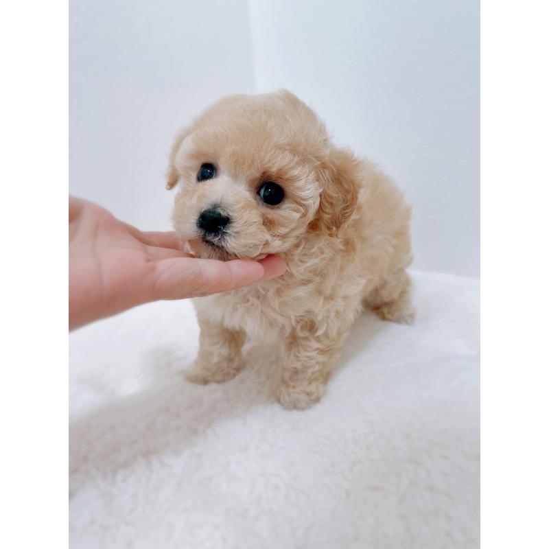 販売中の福岡県のティーカッププードル-443305の4枚目