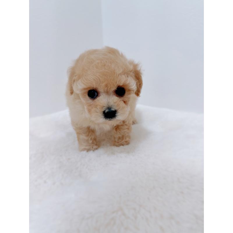 販売中の福岡県のティーカッププードル-443305の3枚目