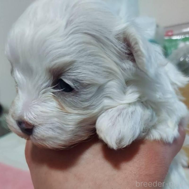 販売中の新潟県のマルチーズ-443297の5枚目