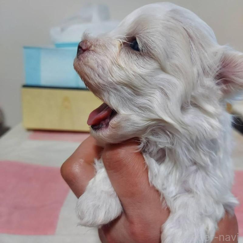 販売中の新潟県のマルチーズ-443297の4枚目