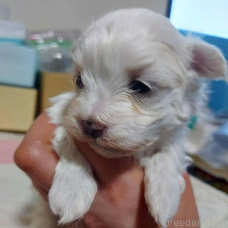 販売中の新潟県のマルチーズ-443297の3枚目