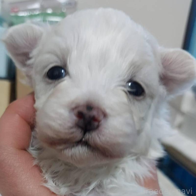 販売中の新潟県のマルチーズ-443297の1枚目