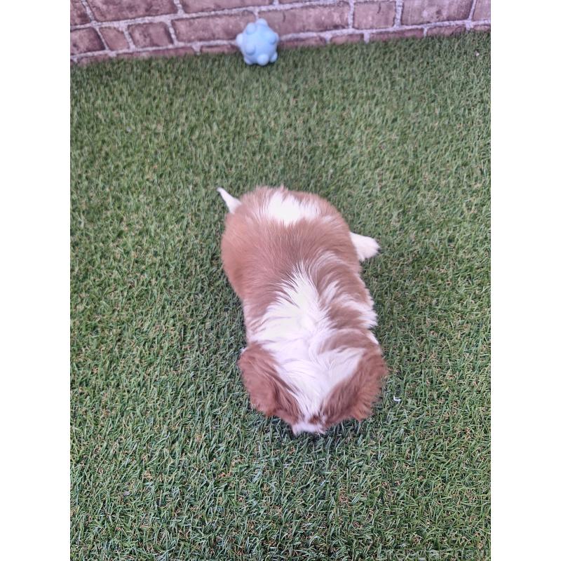 販売中の三重県のキャバリアキングチャールズスパニエル-443298の4枚目