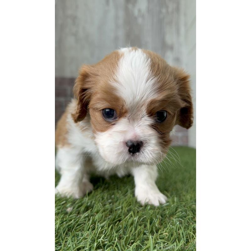 販売中の三重県のキャバリアキングチャールズスパニエル-443298の3枚目