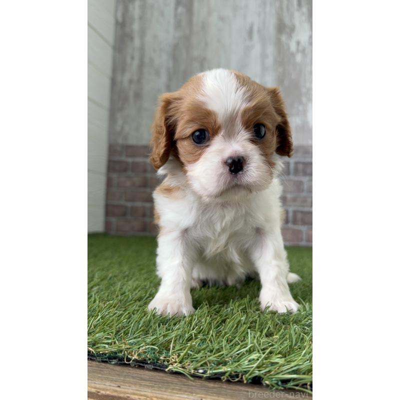 販売中の三重県のキャバリアキングチャールズスパニエル-443298の2枚目