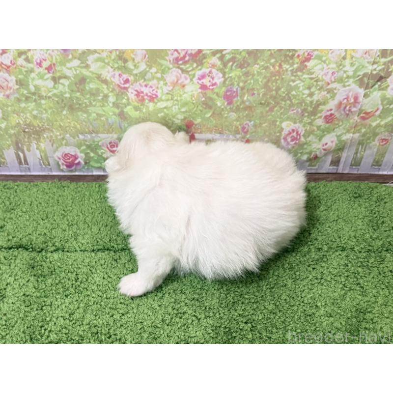 販売中の埼玉県のミックス犬-443300の3枚目