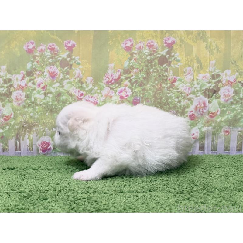 販売中の埼玉県のミックス犬-443300の2枚目