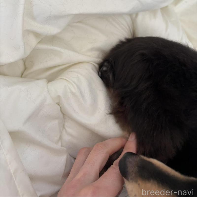 販売中の神奈川県のミニチュアダックスフンド(ロングヘアード)-443301の2枚目