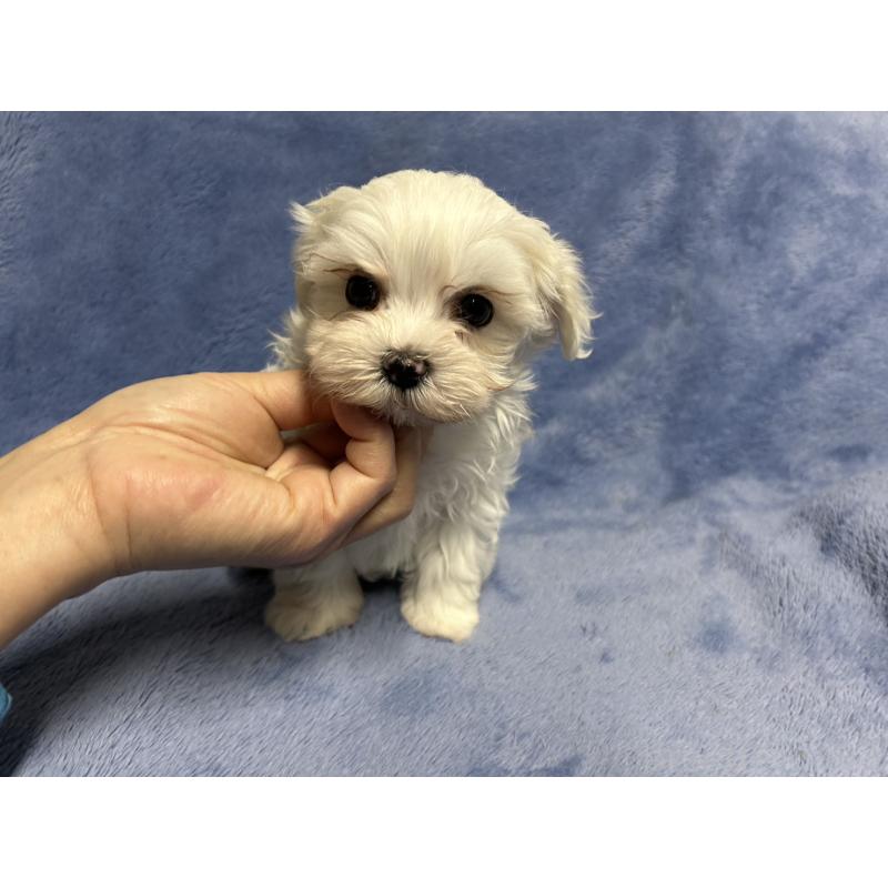 販売中の佐賀県のマルチーズ-443302の4枚目