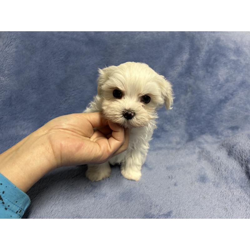 販売中の佐賀県のマルチーズ-443302の3枚目