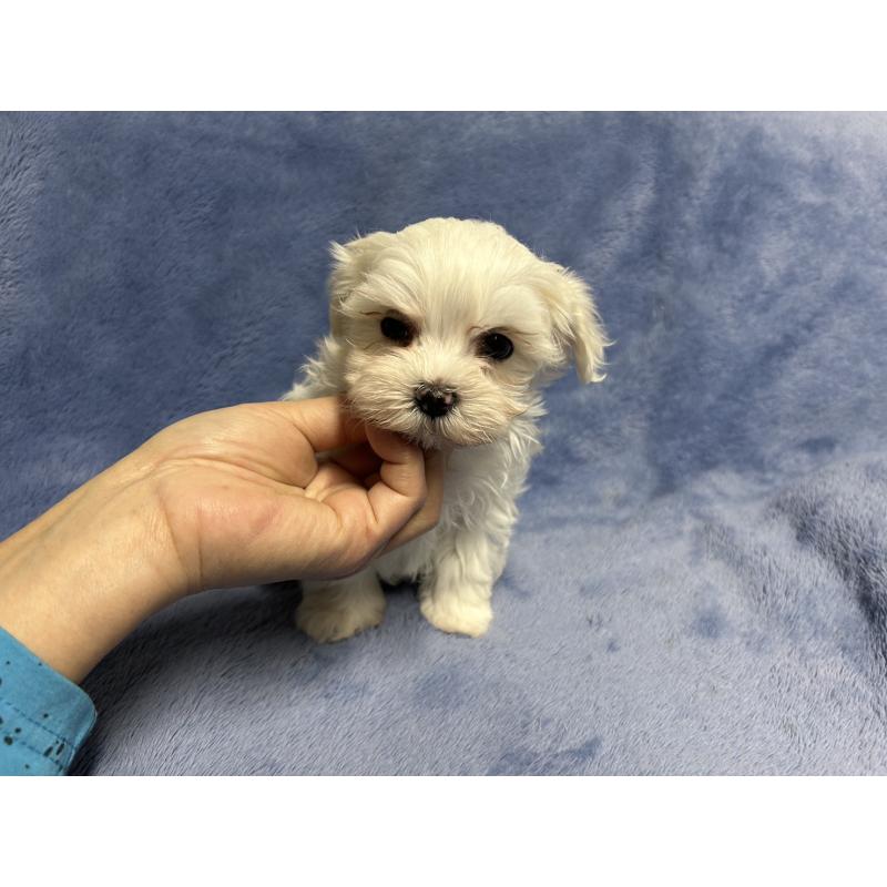 販売中の佐賀県のマルチーズ-443302の1枚目