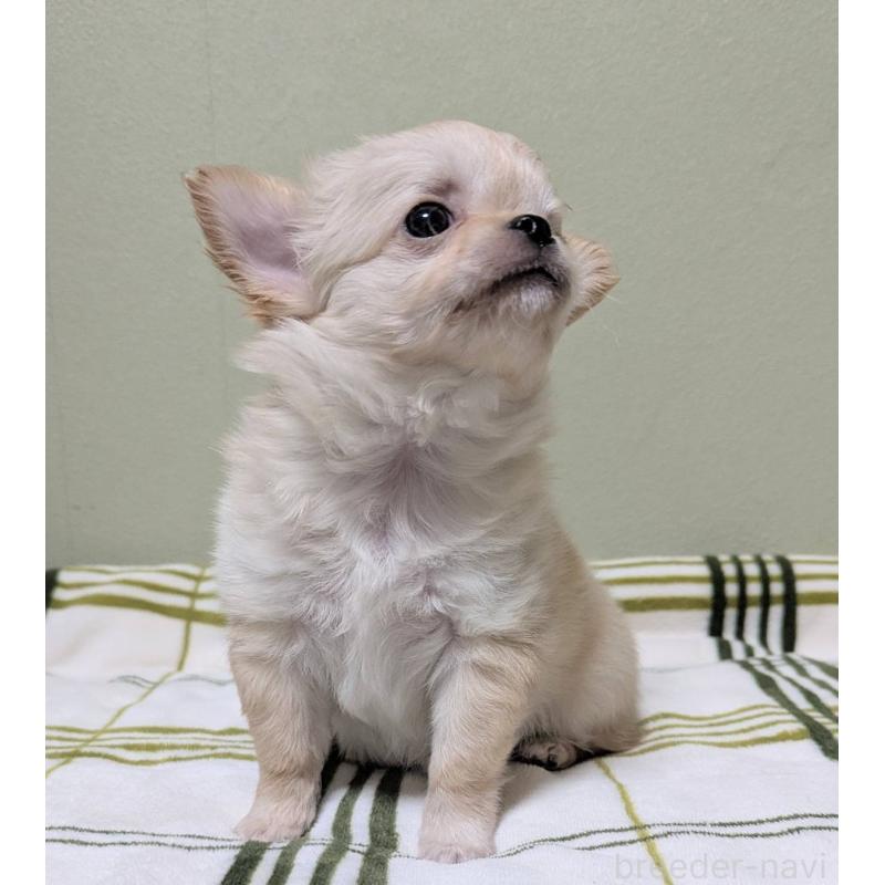 販売中の三重県のチワワ(ロングコート)-443304の7枚目