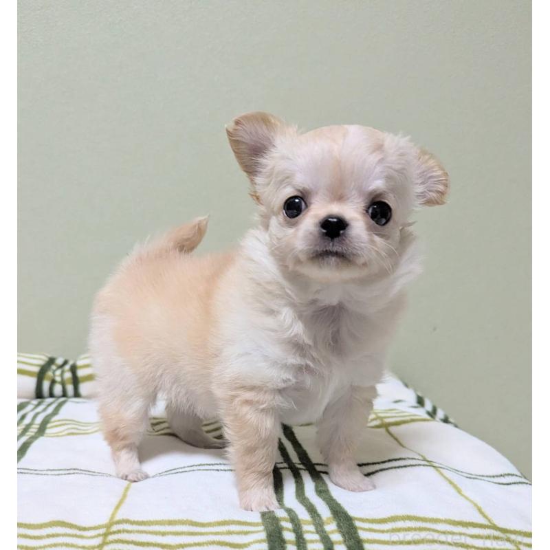 販売中の三重県のチワワ(ロングコート)-443304の6枚目