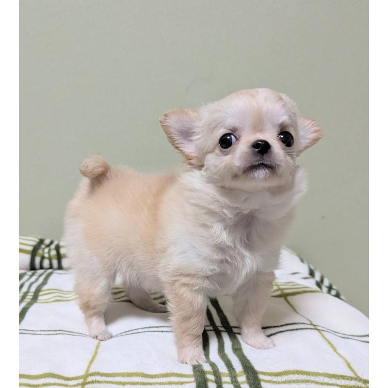 販売中の三重県のチワワ(ロングコート)-443304の5枚目