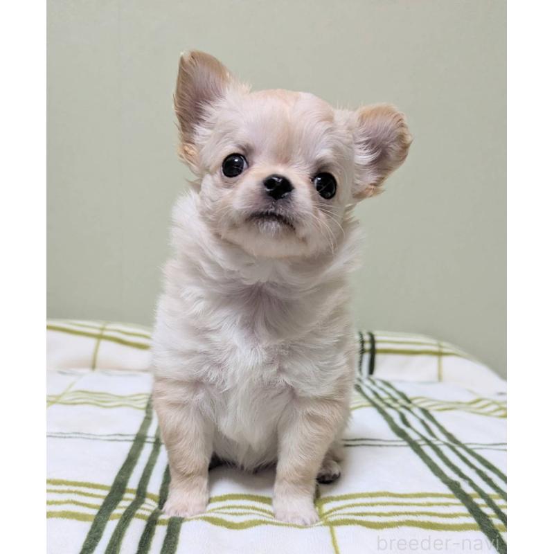 販売中の三重県のチワワ(ロングコート)-443304の4枚目